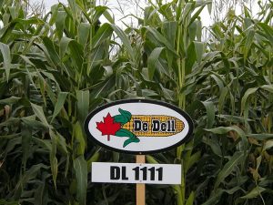 DL 1111 | CHU 2500 | DRM 83