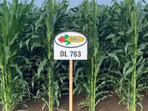 DL 763 | 2250 CHU | 75 RM