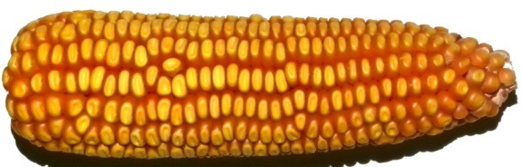 DL 800 | CHU 2325 | RM 77 - Image 4