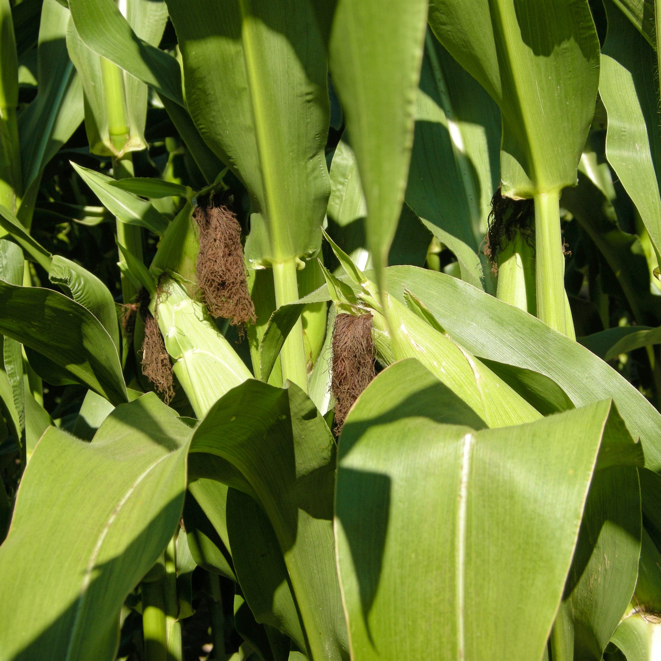 DL 800 | CHU 2325 | RM 77 - Image 5