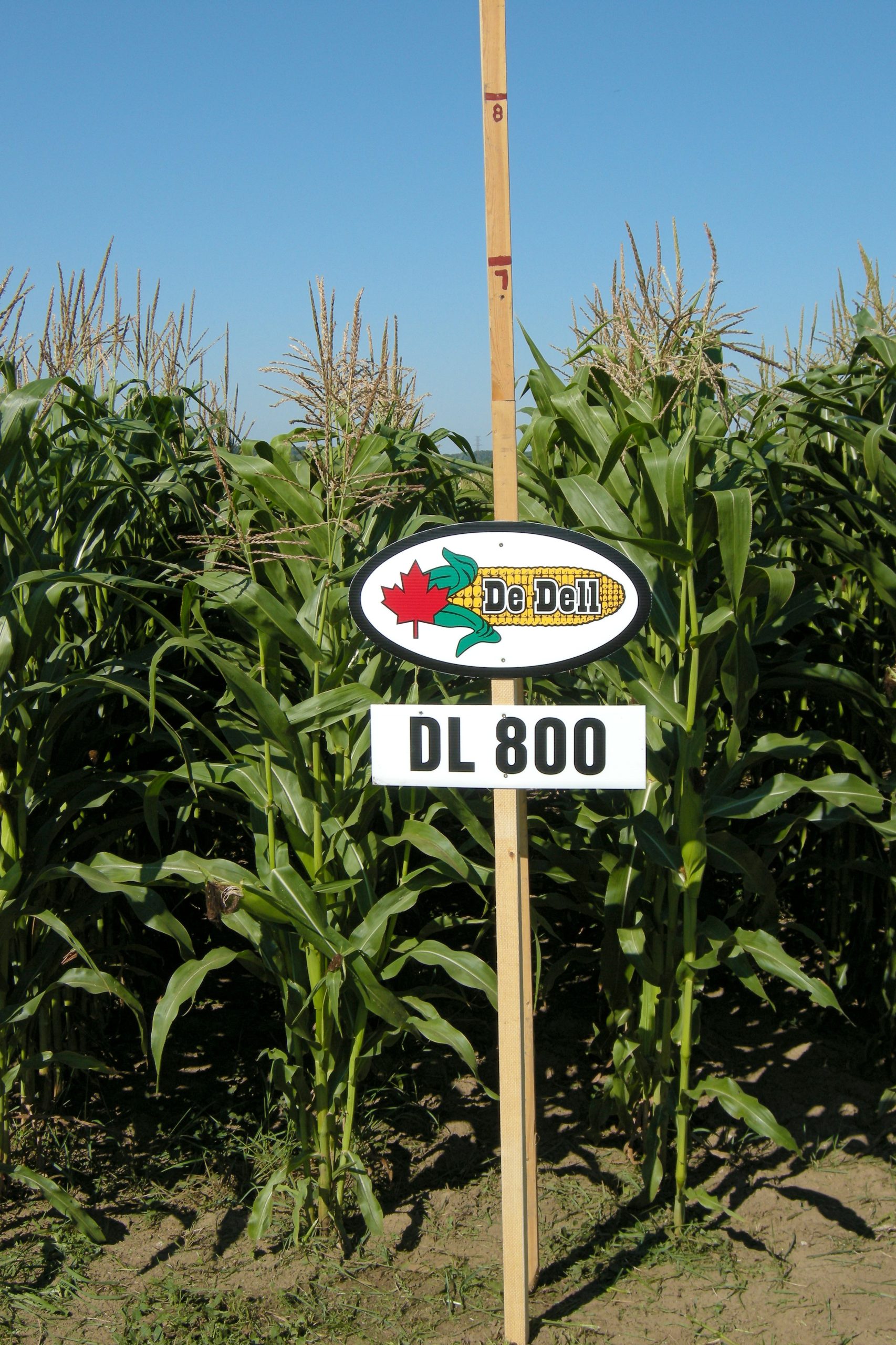 DL 800 | CHU 2325 | RM 77