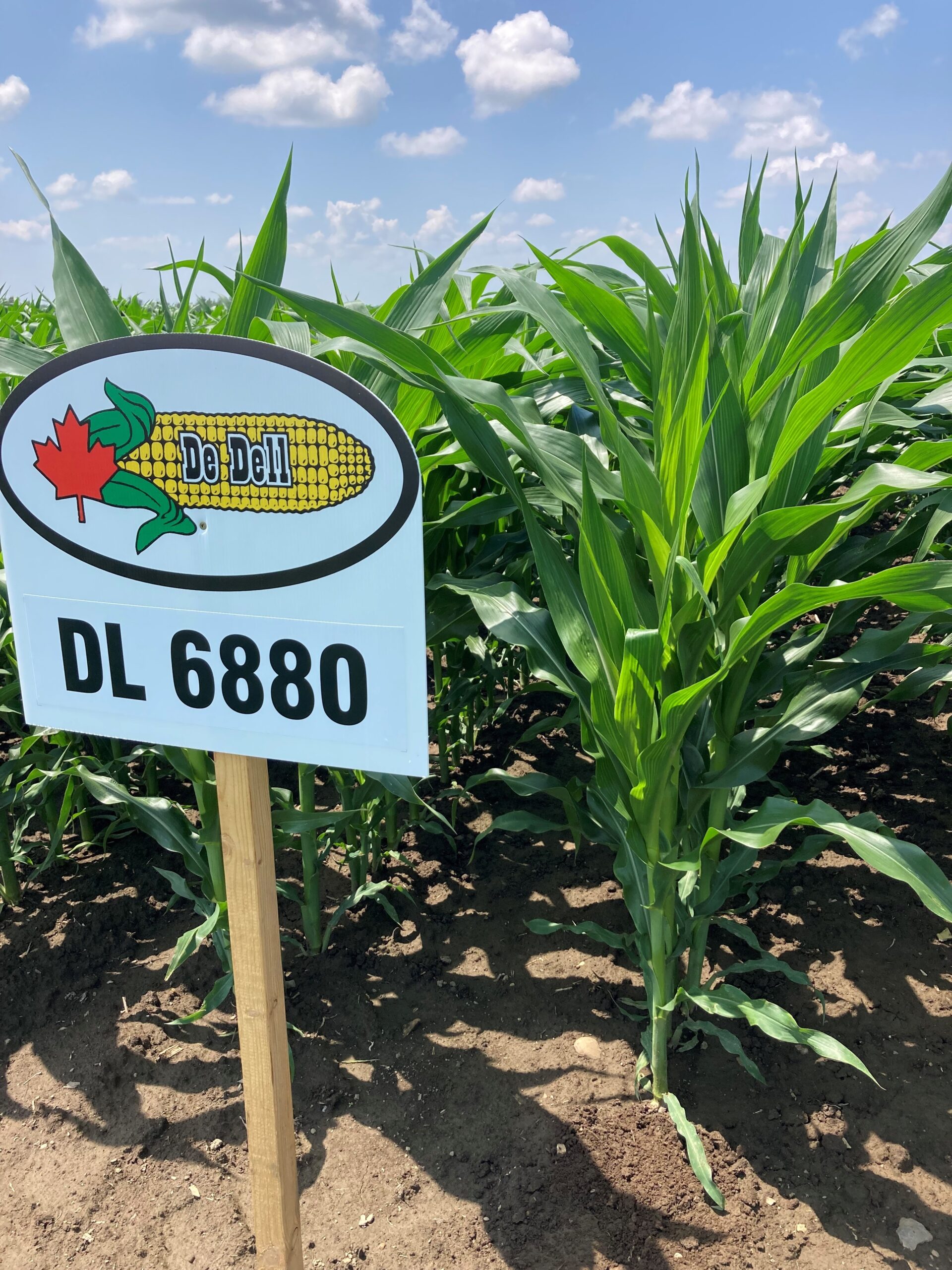 DL 6880 | 3275 CHU | 109 RM - Image 3