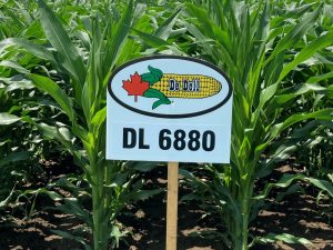 DL 6880 | 3275 CHU | 109 RM