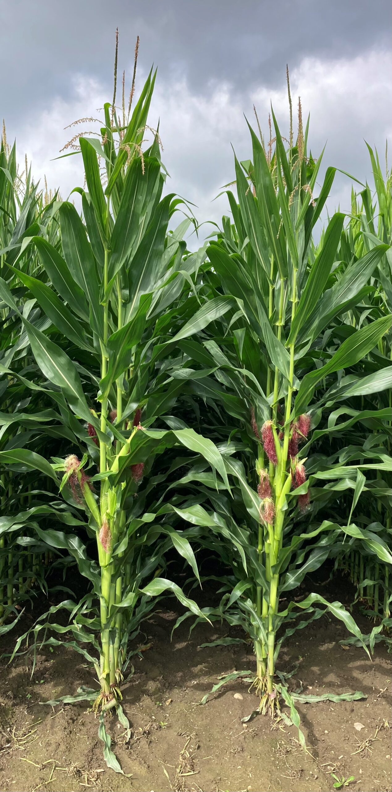 DL 6880 | 3275 CHU | 109 RM - Image 2