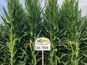 De Tree | 3125 CHU | 104 RM